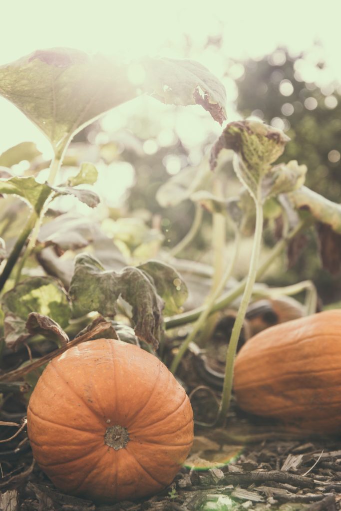 Organic vegetable garden